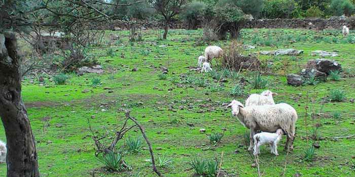 Sheeps at Agriturismo Monte Pira at Tresnuraghes, Sardinia
